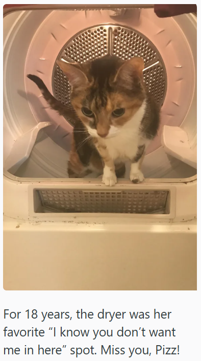 For 18 years, the dryer was her favorite "I know you don't want me in here" spot. Miss you, Pizz!