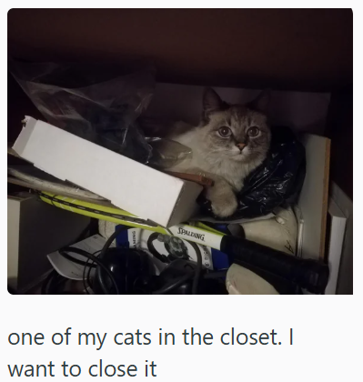 SPALDNING one of my cats in the closet. I want to close it