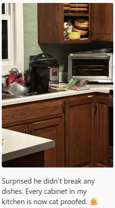 OFF Surprised he didn't break any dishes. Every cabinet in my kitchen is now cat proofed.