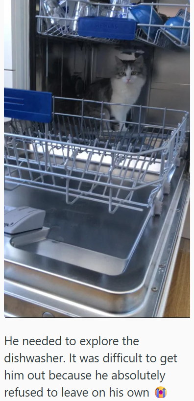 SIEMENS He needed to explore the dishwasher. It was difficult to get him out because he absolutely refused to leave on his own