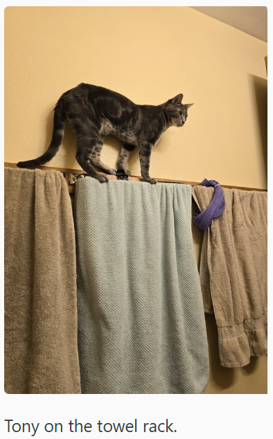 Tony on the towel rack.