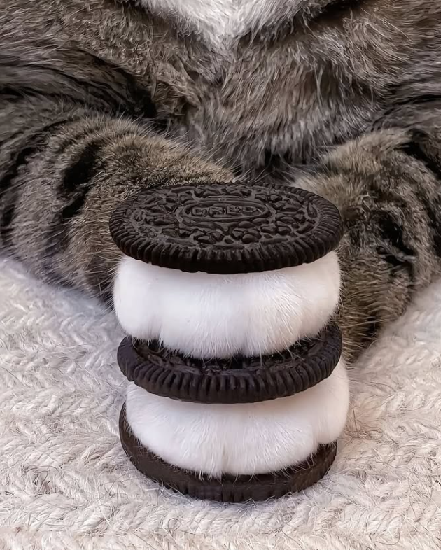 Cheezburger Image 10641876480