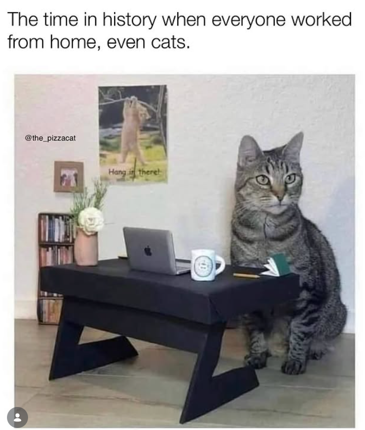 The time in history when everyone worked from home, even cats. @the_pizzacat Hang in there!