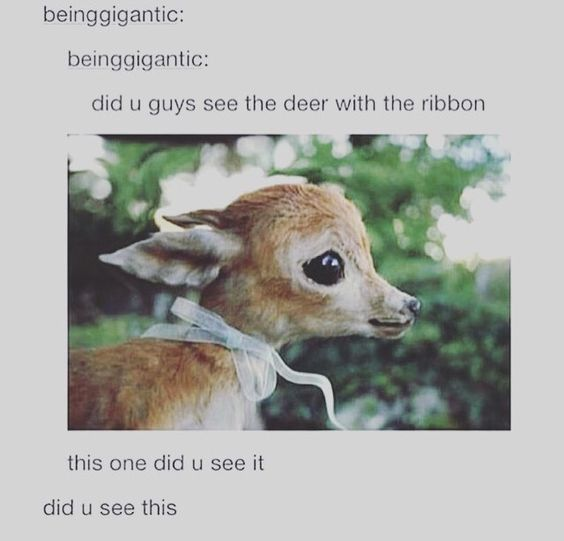 beinggigantic: beinggigantic: did u guys see the deer with the ribbon this one did u see it did u see this