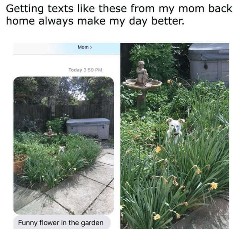 Getting texts like these from my mom back home always make my day better. Mom > Today 3:59 PM Funny flower in the garden