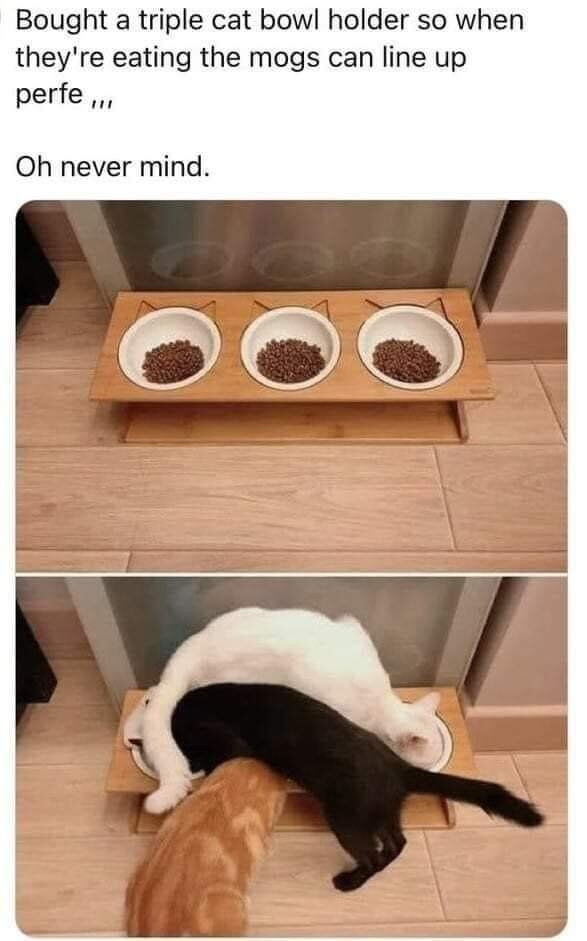 Bought a triple cat bowl holder so when they're eating the mogs can line up perfe... Oh never mind.