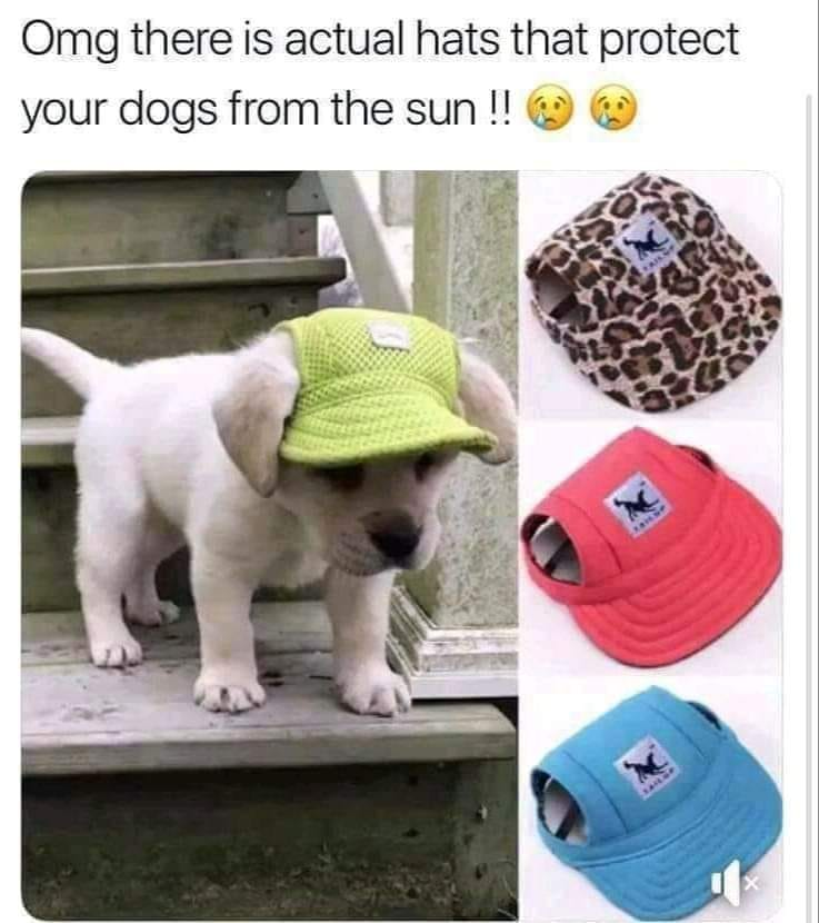 Omg there is actual hats that protect your dogs from the sun!!!