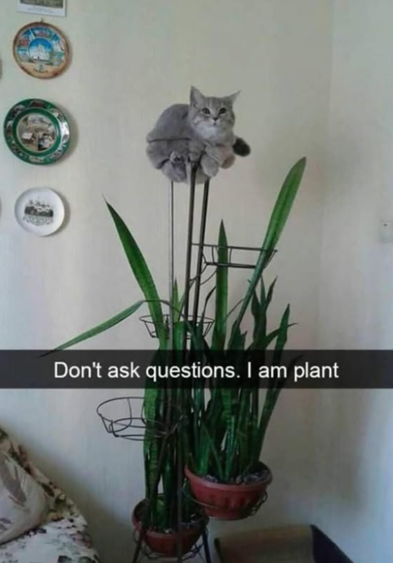 Don't ask questions. I am plant