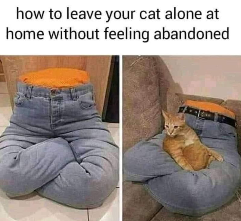 how to leave your cat alone at home without feeling abandoned