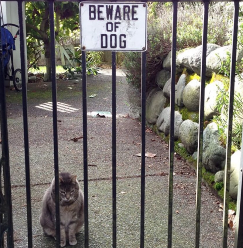 BEWARE OF DOG CURREN