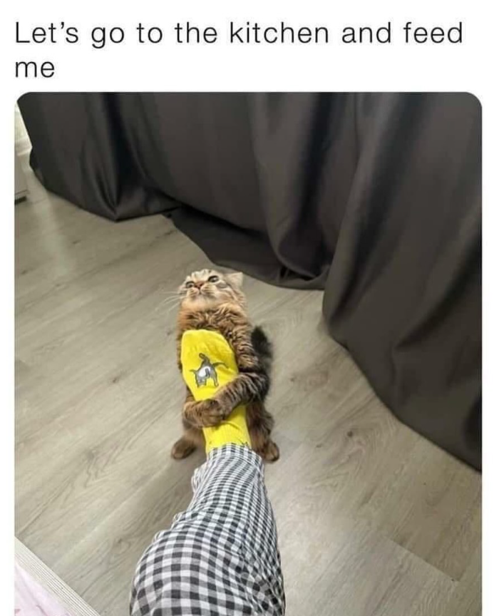 Let's go to the kitchen and feed me