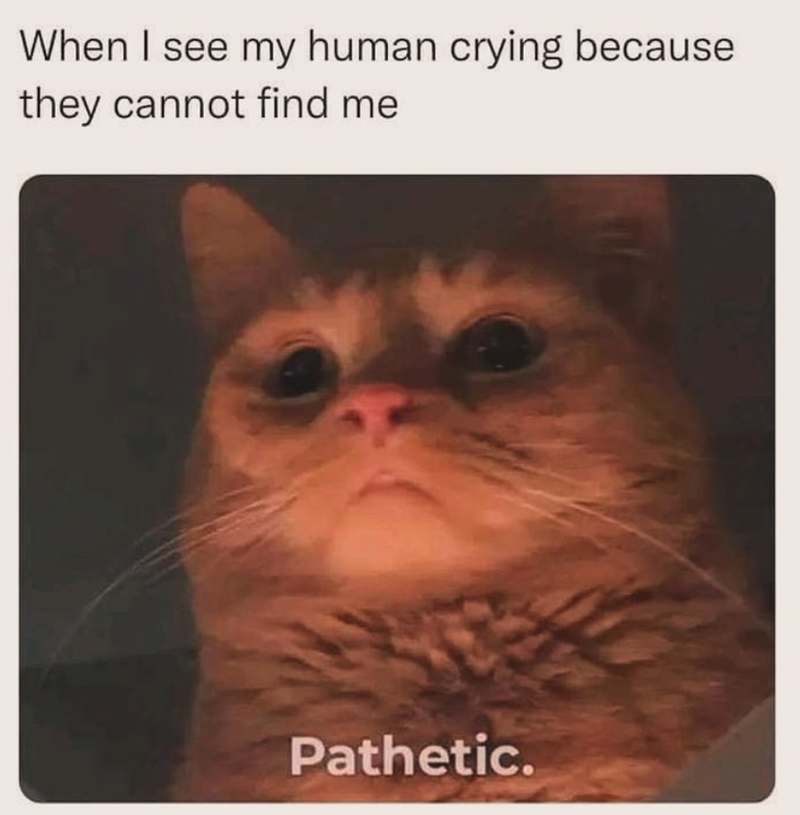 When I see my human crying because they cannot find me Pathetic.