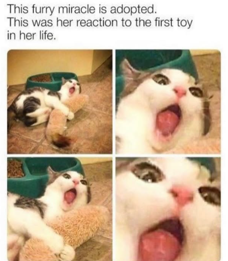 This furry miracle is adopted. This was her reaction to the first toy in her life.