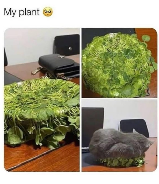 My plant