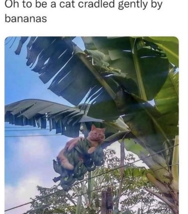 Oh to be a cat cradled gently by bananas