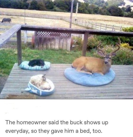 The homeowner said the buck shows up everyday, so they gave him a bed, too.