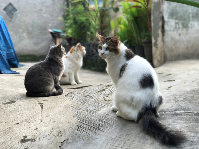 Black and white cat stand in a yard with two other cats.
