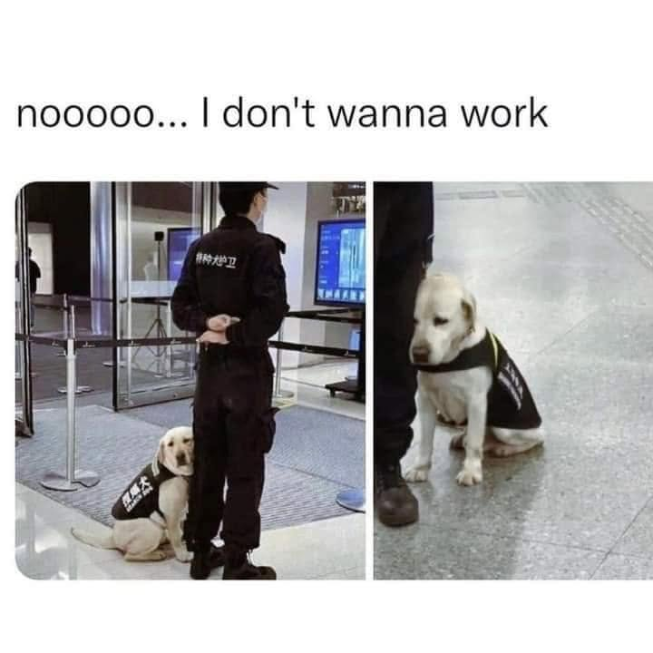 nooooo... I don't wanna work 特种大护卫