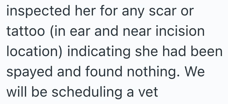 inspected her for any scar or tattoo (in ear and near incision location) indicating she had been spayed and found nothing. We will be scheduling a vet