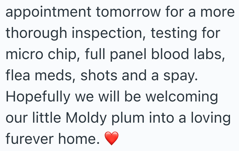 appointment tomorrow for a more thorough inspection, testing for micro chip, full panel blood labs, flea meds, shots and a spay. Hopefully we will be welcoming our little Moldy plum into a loving furever home.