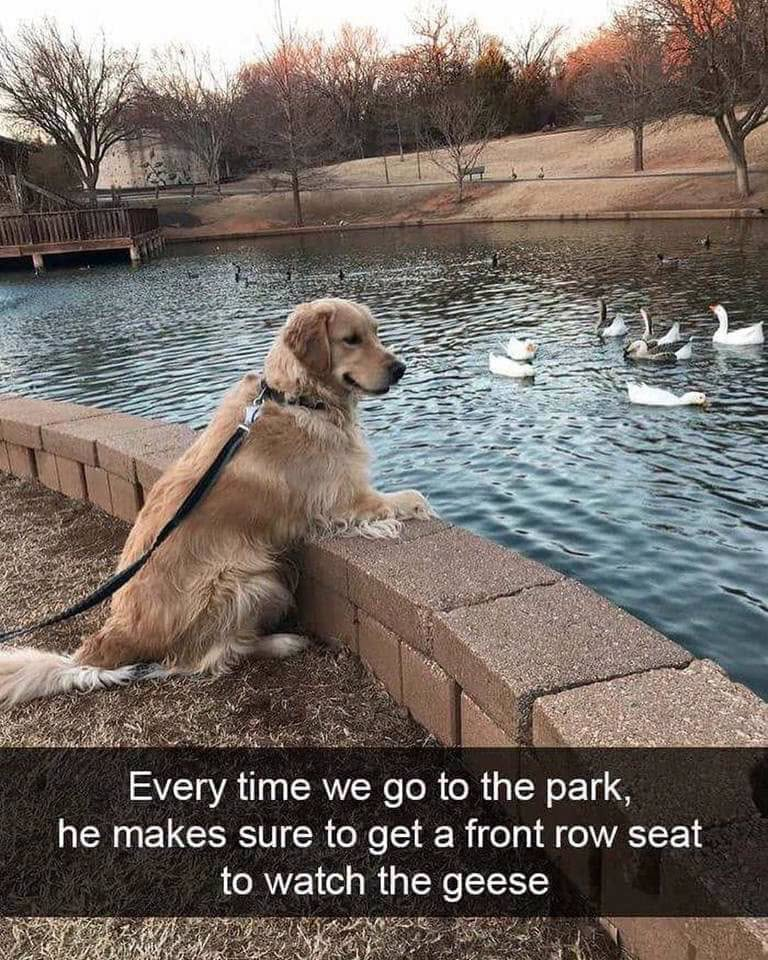 Every time we go to the park, he makes sure to get a front row seat to watch the geese