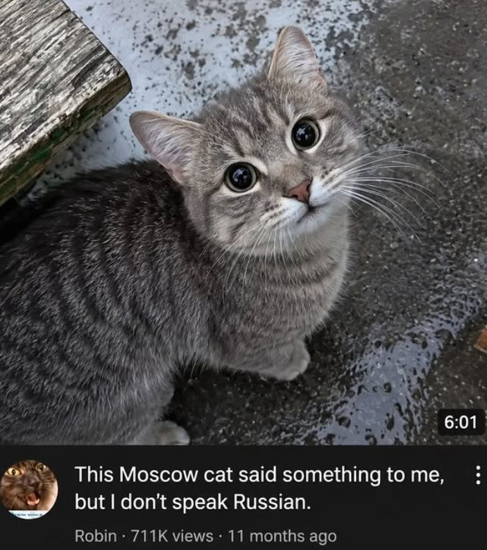 This Moscow cat said something to me, but I don't speak Russian. Robin. 711K views • 11 months ago 6:01