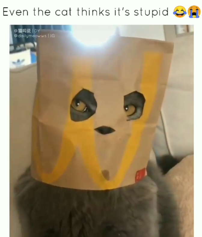 Even the cat thinks it's stupid @猫呜说ĪDY @dailymeowws | IG