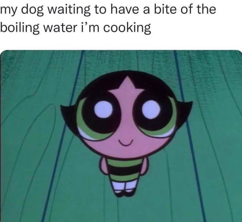 my dog waiting to have a bite of the boiling water i'm cooking