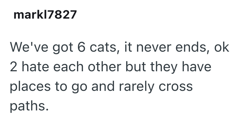 markl7827 We've got 6 cats, it never ends, ok 2 hate each other but they have places to go and rarely cross paths.
