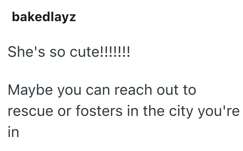 bakedlayz She's so cute!!!!!!! Maybe you can reach out to rescue or fosters in the city you're in