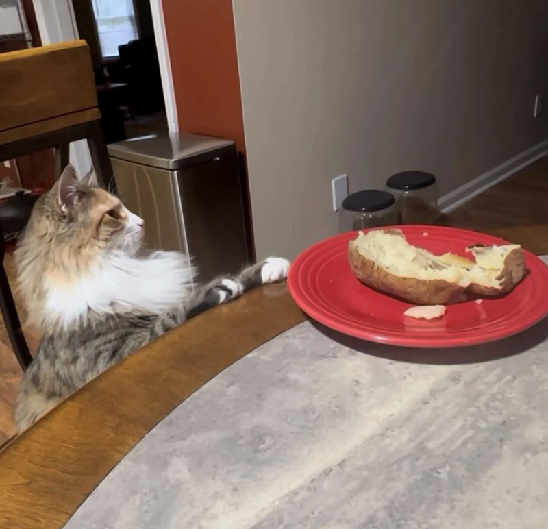 Cheezburger Image 10641990912