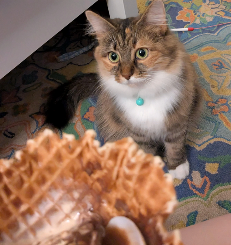 Cheezburger Image 10641998336