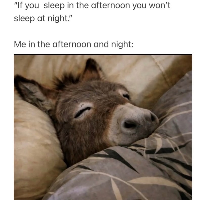 "If you sleep in the afternoon you won't sleep at night." Me in the afternoon and night: