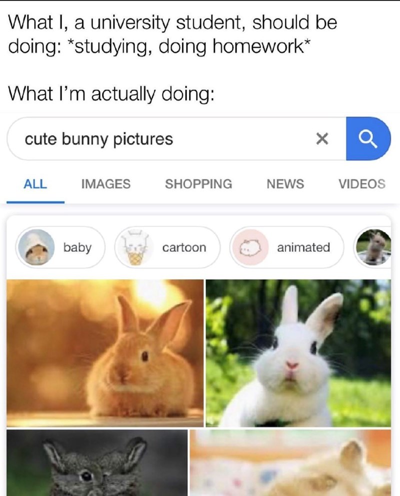 What I, a university student, should be doing: *studying, doing homework* What I'm actually doing: cute bunny pictures ALL IMAGES SHOPPING NEWS VIDEOS baby cartoon animated
