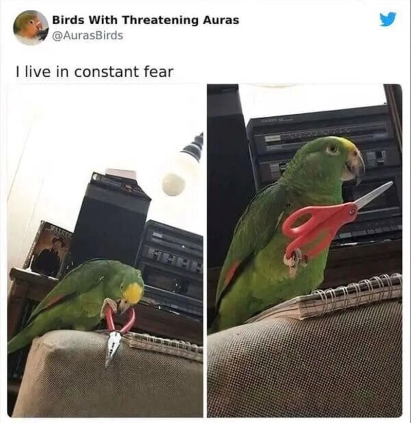 Birds With Threatening Auras @AurasBirds I live in constant fear WALER