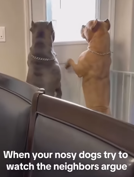 When your nosy dogs try to watch the neighbors argue