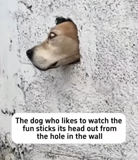 The dog who likes to watch the fun sticks its head out from the hole in the wall