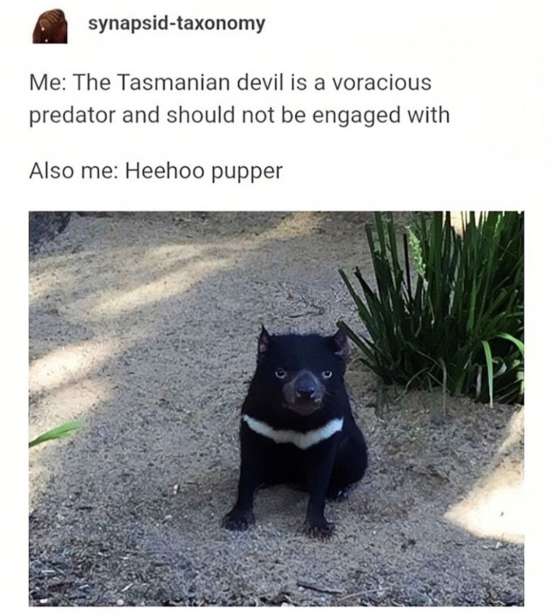 synapsid-taxonomy Me: The Tasmanian devil is a voracious predator and should not be engaged with Also me: Heehoo pupper