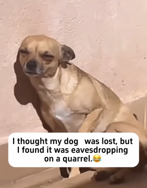 I thought my dog was lost, but I found it was eavesdropping on a quarrel.