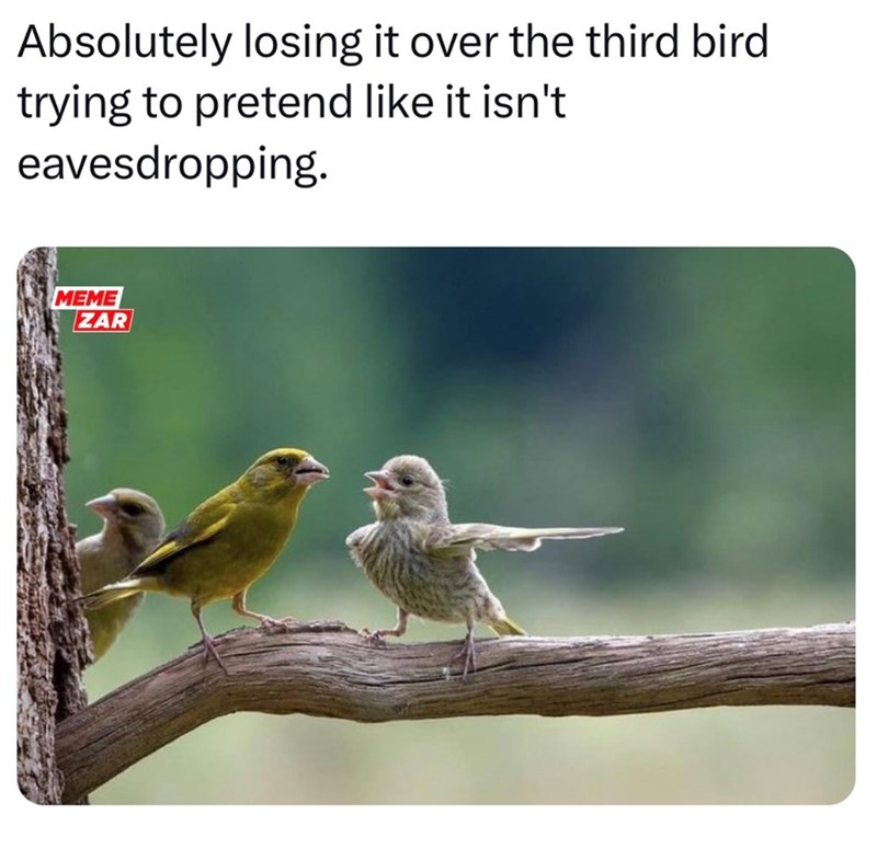 Absolutely losing it over the third bird trying to pretend like it isn't eavesdropping. MEME ZAR