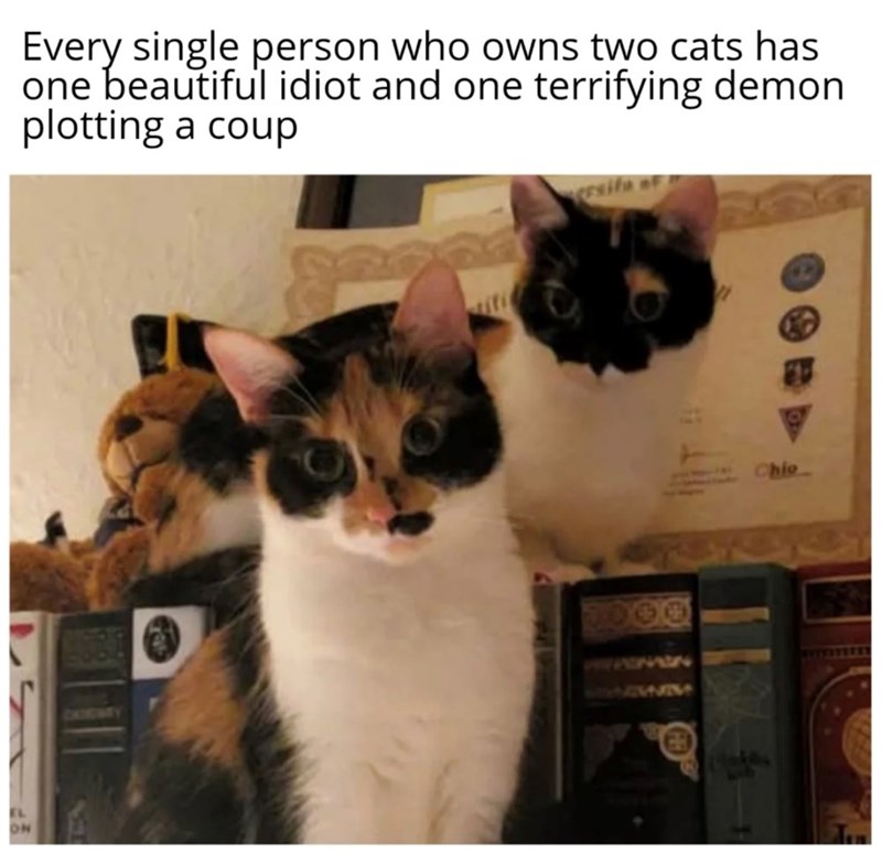 ON Every single person who owns two cats has one beautiful idiot and one terrifying demon plotting a coup esita MMWM CH Chio