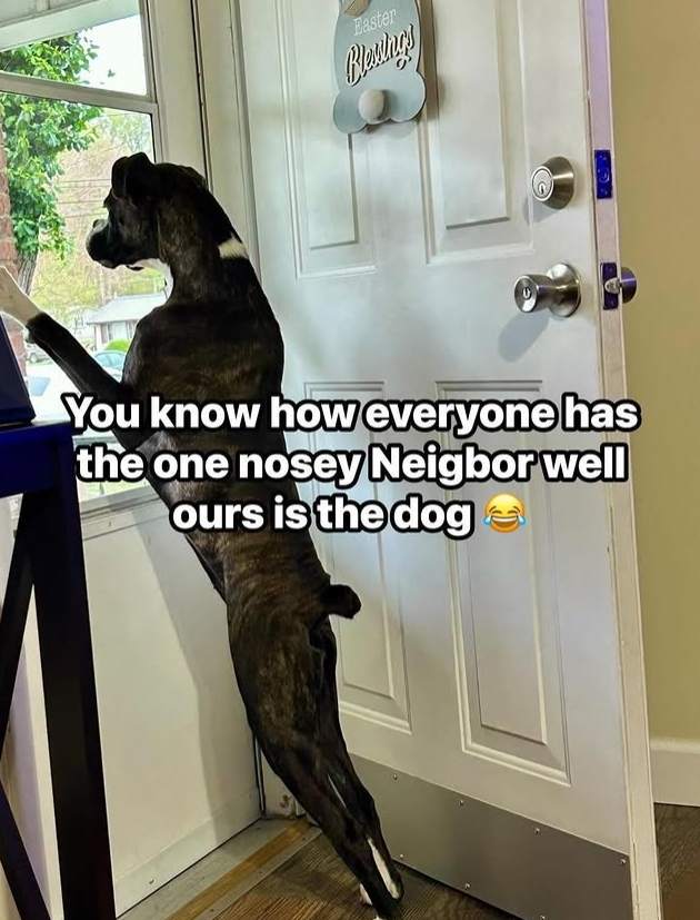 Easter Blawings You know how everyone has the one nosey Neigbor well ours is the dog