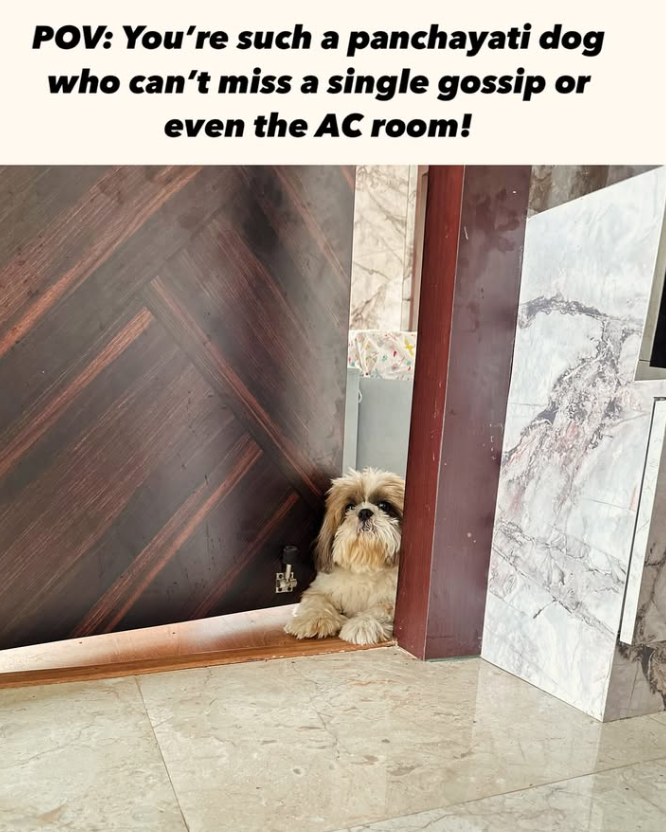 POV: You're such a panchayati dog who can't miss a single gossip or even the AC room!