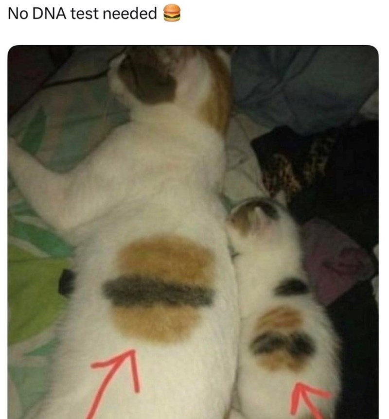 No DNA test needed