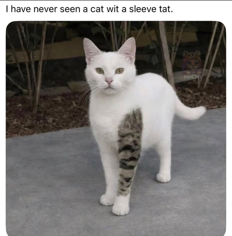 I have never seen a cat wit a sleeve tat. MICH