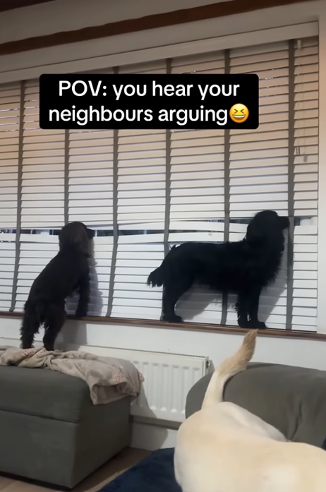 POV: you hear your neighbours arguing