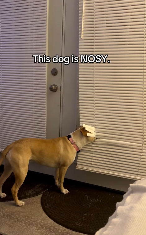 This dog is NOSY.