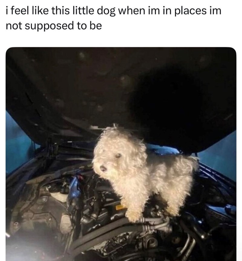 i feel like this little dog when im in places im not supposed to be