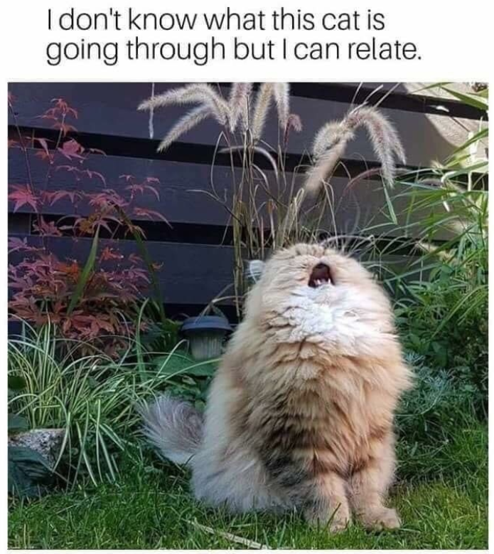 I don't know what this cat is going through but I can relate.