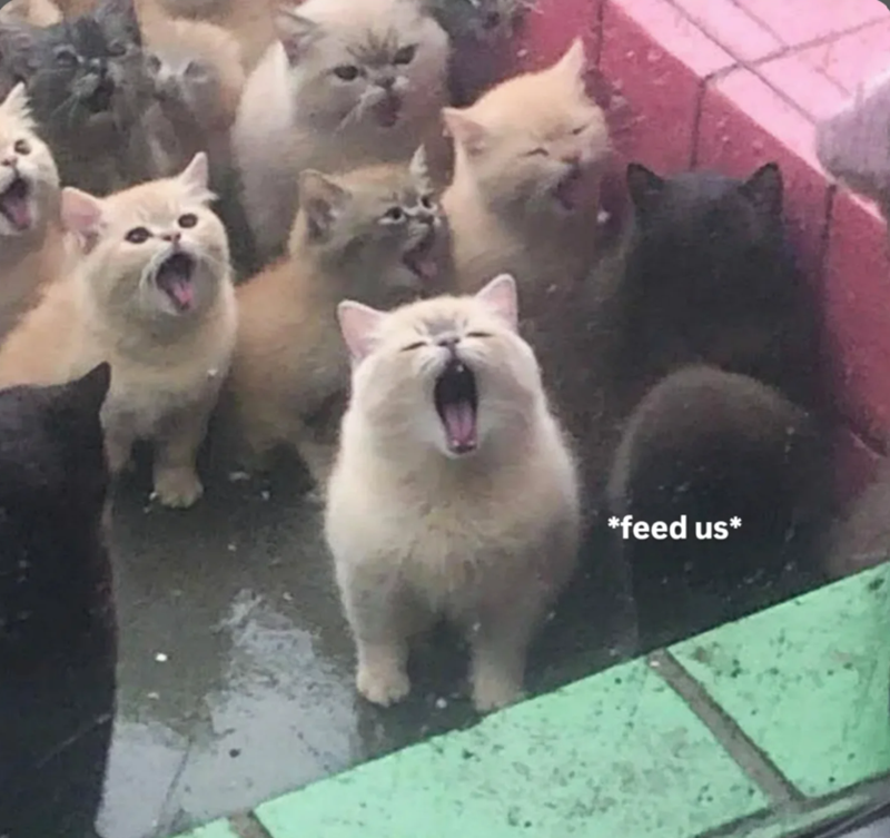 *feed us*